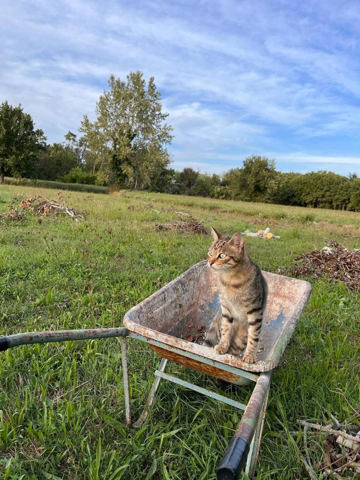 Camera Matrimoniale Il Picchio Verde Spianate Zewnętrze zdjęcie